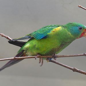 Swift parrot (Lathamus discolor), 2023-07-22