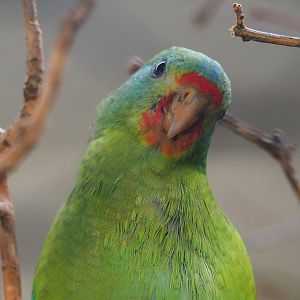 Swift parrot (Lathamus discolor), 2023-07-22