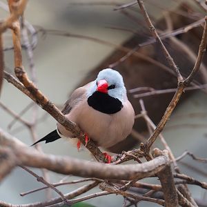 Red-billed long-tailed Finch (Poephila acuticauda hecki), 2023-07-22