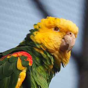 Double yellow-headed amazon (Amazona oratrix oratrix), 2023-07-22