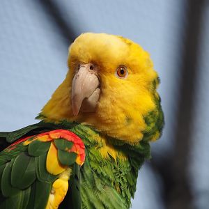 Double yellow-headed amazon (Amazona oratrix oratrix), 2023-07-22