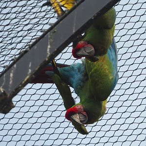 Mexican military macaw (Ara militaris mexicana), 2023-07-22