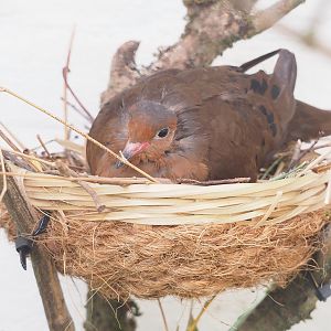 Socorro dove (Zenaida graysoni), 2023-07-22