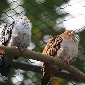 Blue ground dove pair (Claravis pretiosa), 2023-07-22