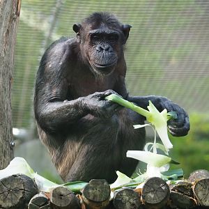Chimpanzee (Pan troglodytes), 2023-07-22