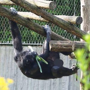 Chimpanzee (Pan troglodytes), 2023-07-22