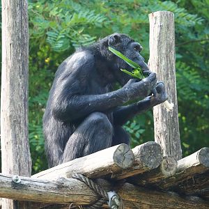 Chimpanzee (Pan troglodytes), 2023-07-22