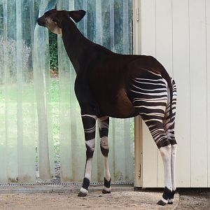Okapi (Okapia johnstoni), 2023-07-22