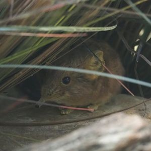 Round-eared elephant shrew (Macroscelides proboscideus), 2023-07-22