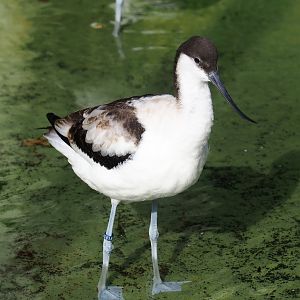Pied avocet (Recurvirostra avosetta), 2023-07-22