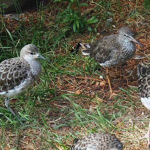 Ruff (Calidris pugnax) and Common redshank (Tringa totanus), 2023-07-22