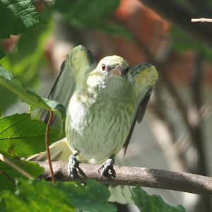 Female Eurasian golden oriole (Oriolus oriolus), 2023-07-22