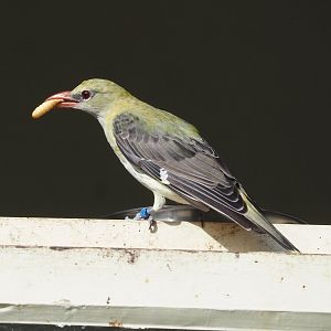 Female Eurasian golden oriole (Oriolus oriolus), 2023-07-22