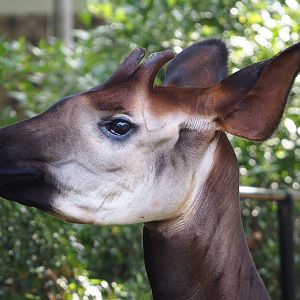 Okapi (Okapia johnstoni), 2023-07-22