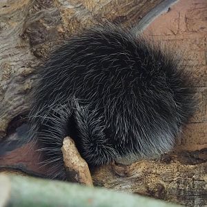 North American porcupine (Erethizon dorsatum), 2023-07-22