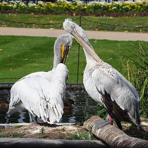 Dalmatian pelicans (Pelecanus crispus), 2023-07-22
