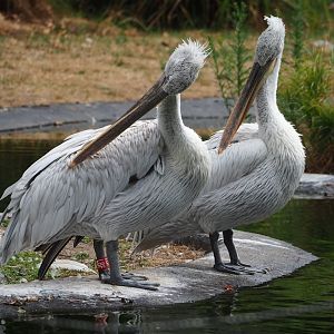 Dalmatian pelicans (Pelecanus crispus), 2023-07-22