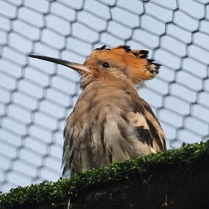 Eurasian hoopoe (Upupa epops), 2023-07-22