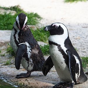 African penguins (Spheniscus demersus), 2023-07-22