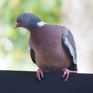 Common wood pigeon (Columba palumbus), 2023-07-22