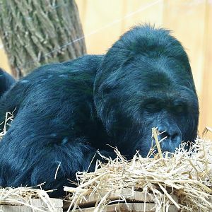 Eastern lowland gorilla (Gorilla beringei graueri) Amahoro, 2023-07-22