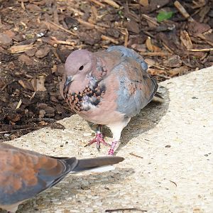 Laughing dove (Streptopelia senegalensis), 2023-07-22