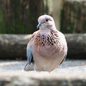 Laughing dove (Streptopelia senegalensis), 2023-07-22