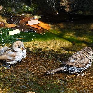 Wild House sparrows bathing (Passer domesticus), 2023-07-22