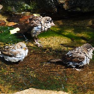Wild House sparrows bathing (Passer domesticus), 2023-07-22