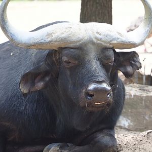 Cape buffalo (Syncerus caffer caffer), 2023-07-22