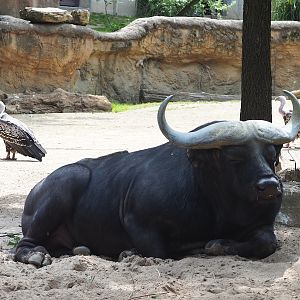Cape buffalo (Syncerus caffer caffer), Rueppell's griffon vultures (Gyps rueppelli rueppelli) and Southern bald ibis (Geronticus calvus), 2023-07-22