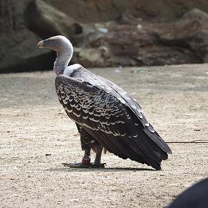 Rueppell's griffon vulture (Gyps rueppelli rueppelli), 2023-07-22
