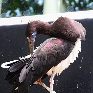 Abdim's stork (Ciconia abdimii), 2023-07-22
