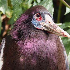 Abdim's stork (Ciconia abdimii), 2023-07-22