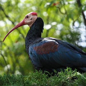 Southern bald ibis (Geronticus calvus), 2023-07-22