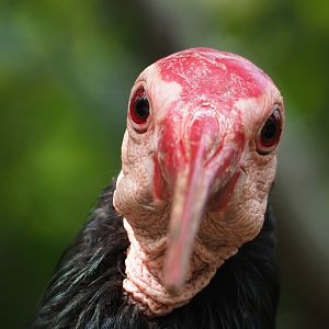 Southern bald ibis (Geronticus calvus), 2023-07-22