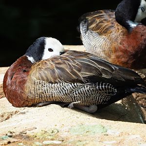 White-faced whistling duck (Dendrocygna viduata), 2023-07-22