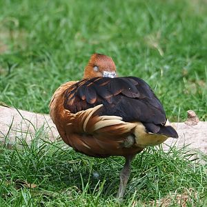 Fulvous whistling duck (Dendrocygna bicolor), 2023-07-22