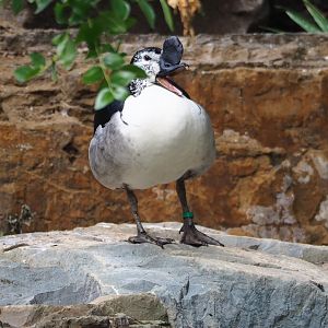 African comb duck (Sarkidiornis melanotos), 2023-07-22