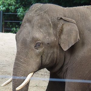 Asian elephant (Elephas maximus), 2023-07-22