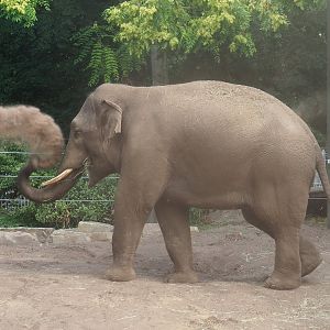 Sand-dusting Asian elephant (Elephas maximus), 2023-07-22