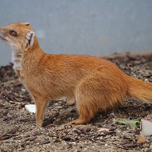 Yellow mongoose (Cynictis penicillata), 2023-07-22