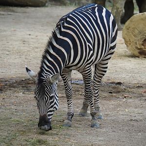Grant's zebra (Equus quagga boehmi), 2023-07-22