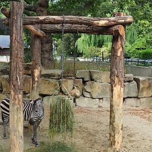 Feeding or enrichment stand for zebras and rhinos, 2023-07-22