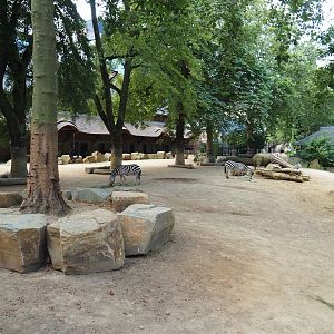 Southern white rhinoceros and Grant's zebra paddock, 2023-07-22