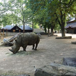 Southern white rhinoceros and Grant's zebra paddock, 2023-07-22