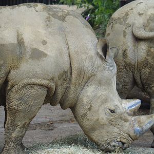 Southern white rhinoceros (Ceratotherium simum simum), 2023-07-22