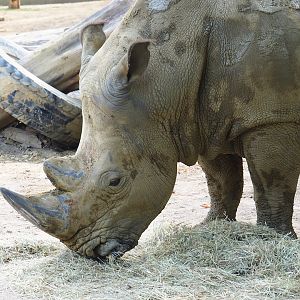 Southern white rhinoceros (Ceratotherium simum simum), 2023-07-22