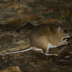 Simons's spiny rat (Proechimys simonsi)