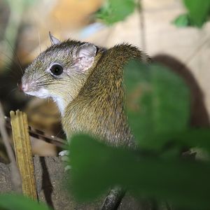 Simons's spiny rat (Proechimys simonsi)